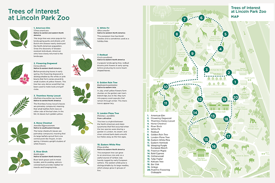 lincoln park zoo chicago map Trees Of Interest At Lincoln Park Zoo Lincoln Park Zoo lincoln park zoo chicago map