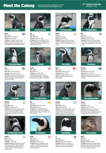 A guide with the names and personality traits of the penguins living at the zoo