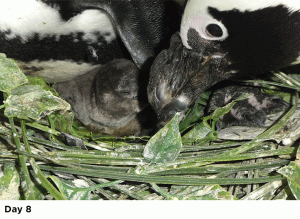 Oliver, a penguin chick, in exhibit
