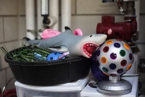 Enrichment items: various illuminated balls and a toy shark
