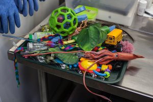 Enrichment items: various balls and a toy squid