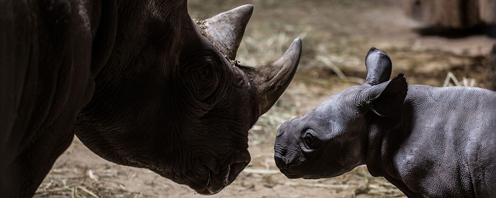 Critically Endangered Eastern Black Rhino Born at Lincoln Park Zoo Is a Male