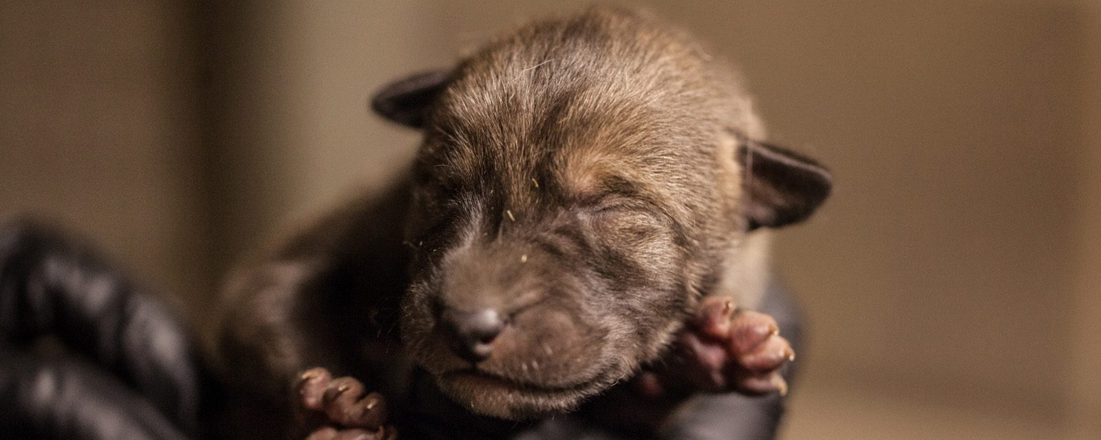 Critically Endangered Red Wolf Pups Born at Lincoln Park Zoo