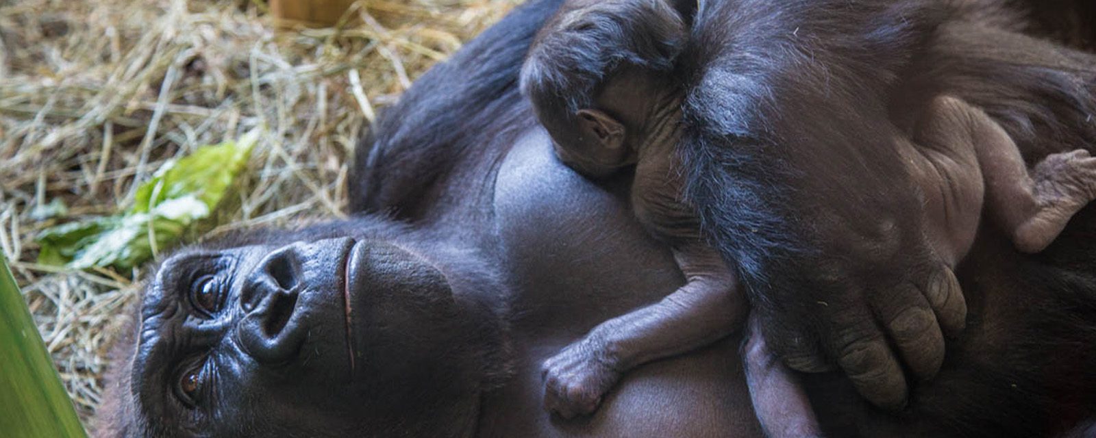 Lincoln Park Zoo Gorilla Infants Receive Names; Honor Conservation Efforts