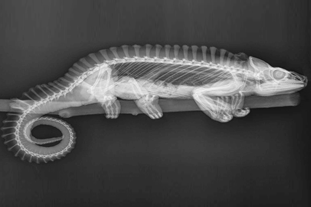 Animal X-Rays: An Inside Look - Lincoln Park Zoo Animal X-Rays: An Inside Look - Lincoln Park Zoo