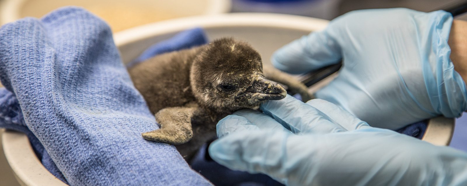 African Penguin Chick Hatched at Lincoln Park Zoo