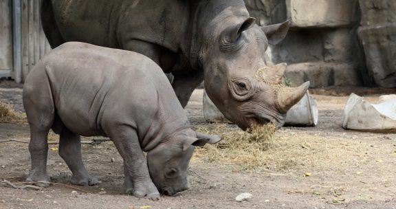 Two eastern black rhinos in exhibit