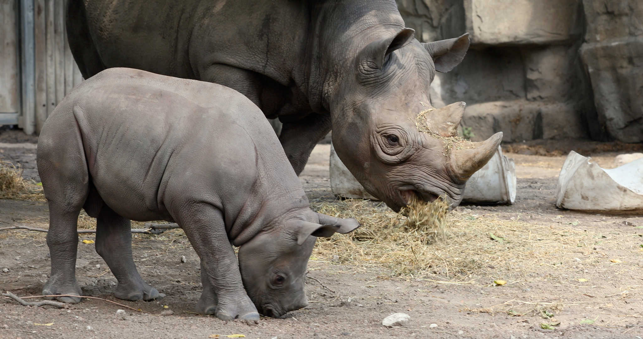 Baby &amp; Mom Rhino eating food in exhibit