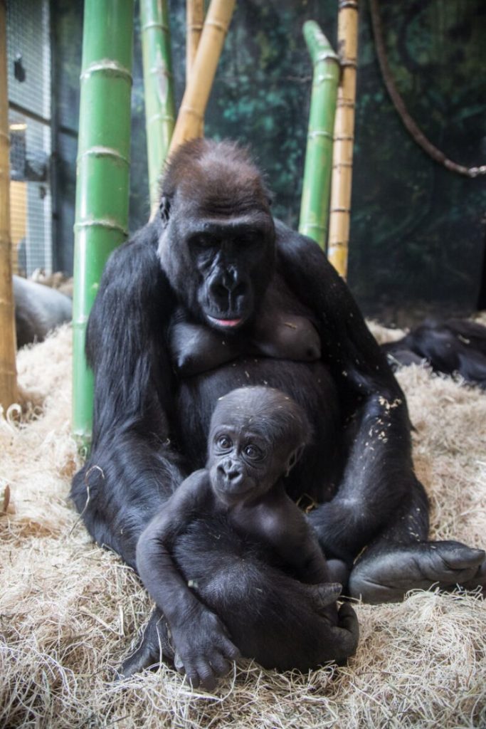 Western lowland gorillas