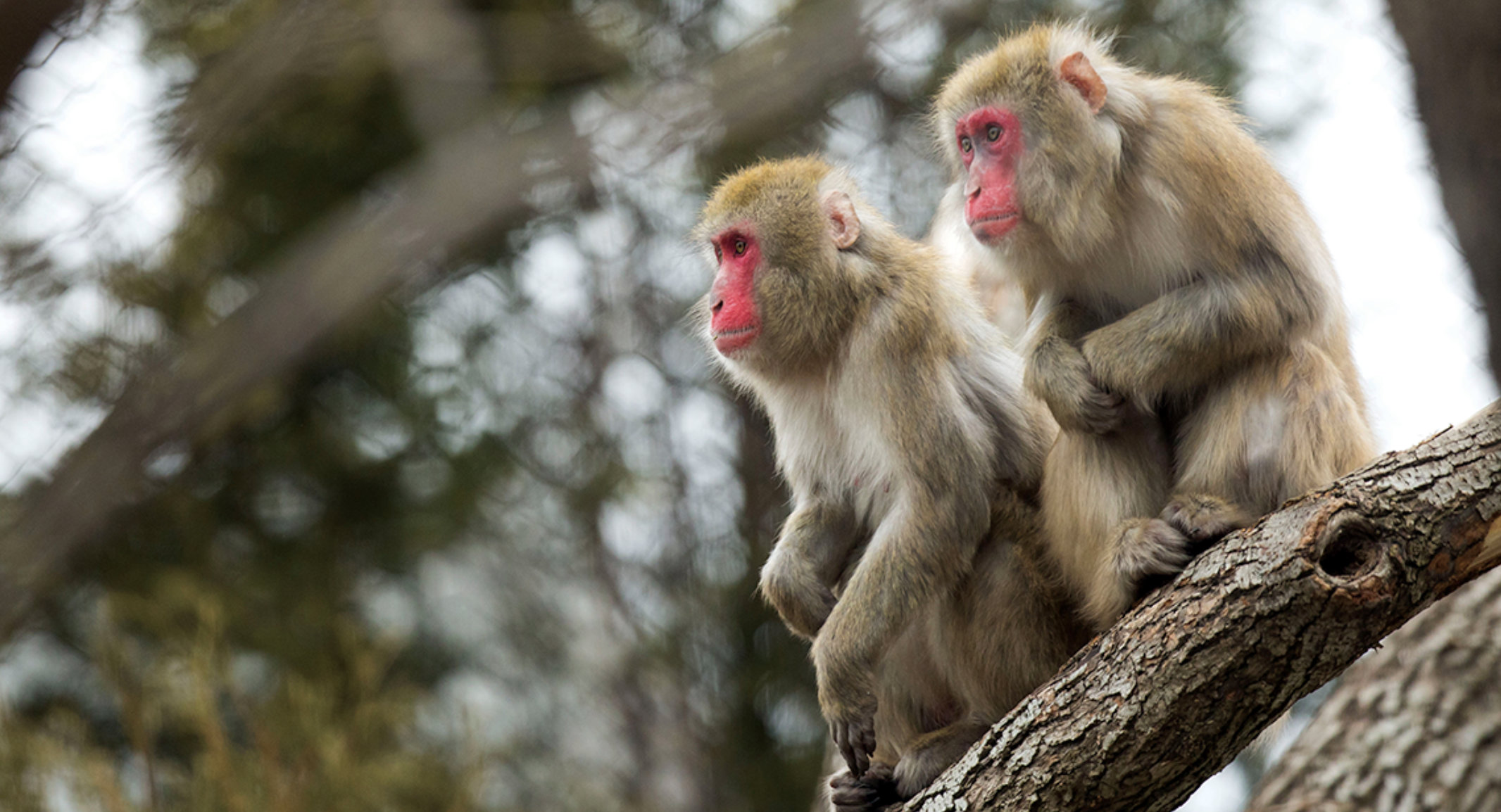 Two Japanese macaques