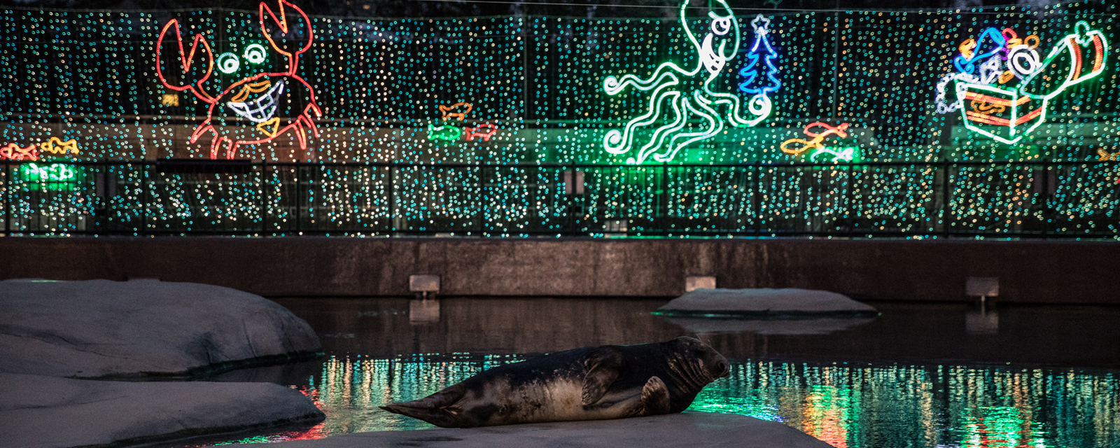 seal with Christmas lights