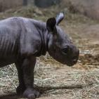 Eastern black rhino calf