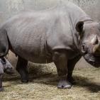 Eastern black rhino