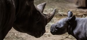 Eastern black rhino and calf in exhibit