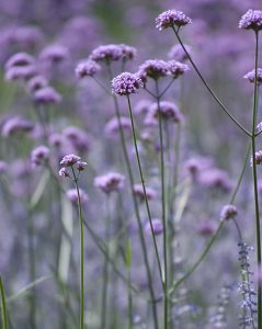 Purple flowers on long stems