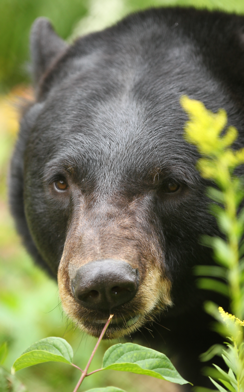 American Black Bear - Lincoln Park Zoo