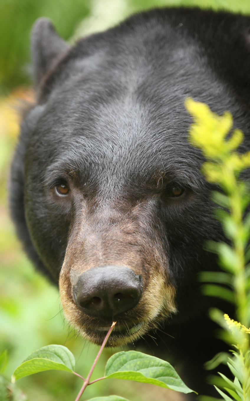 American Black Bear - Lincoln Park Zoo American Black Bear - Lincoln Park Zoo