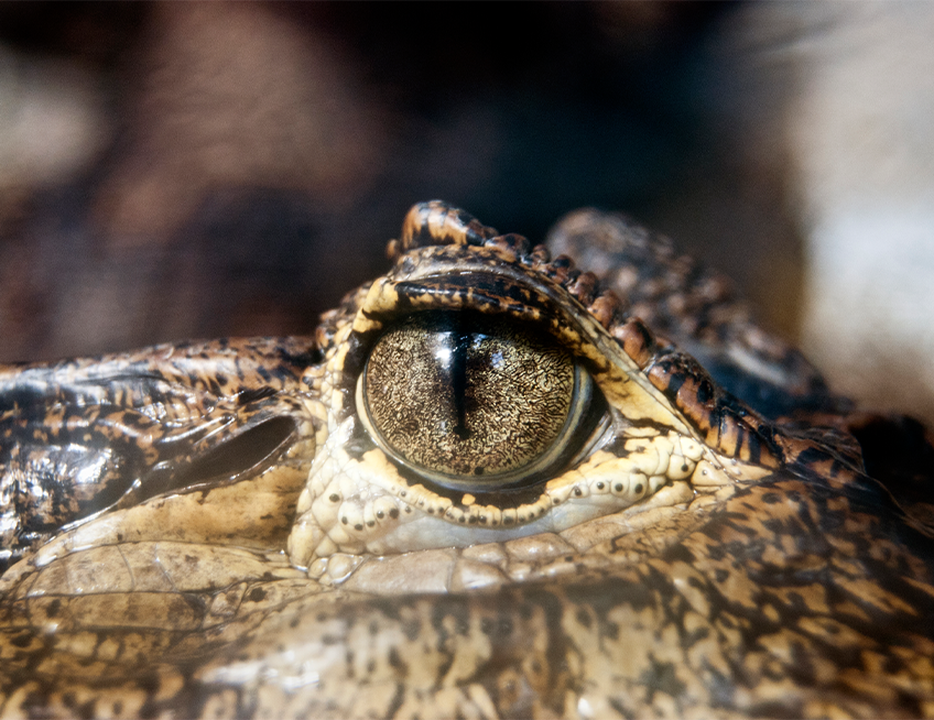Spectacled Caiman - Lincoln Park Zoo