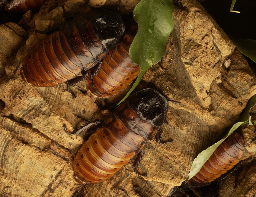 Madagascar Hissing Cockroach - Lincoln Park Zoo