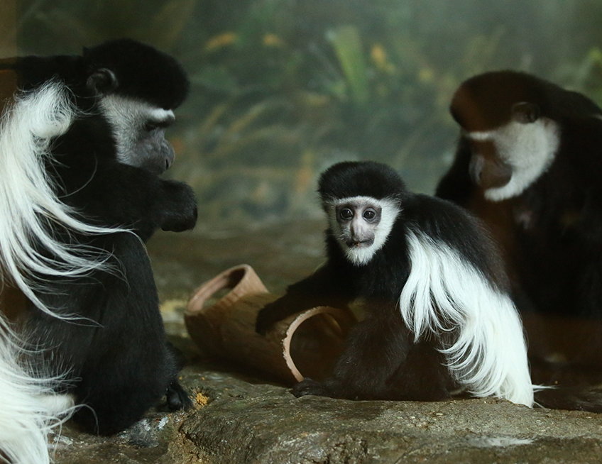 Black-and-white Colobus Monkey - Lincoln Park Zoo Black-and-white Colobus Monkey - Lincoln Park Zoo
