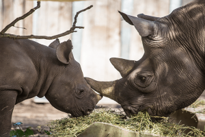Eastern black rhino and her calf