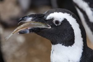 African penguin eating a fish