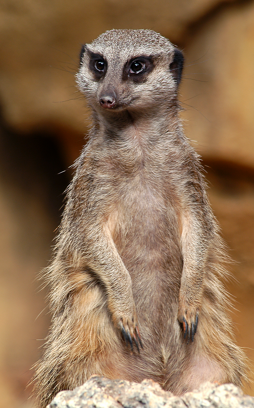 meerkat tall - Lincoln Park Zoo