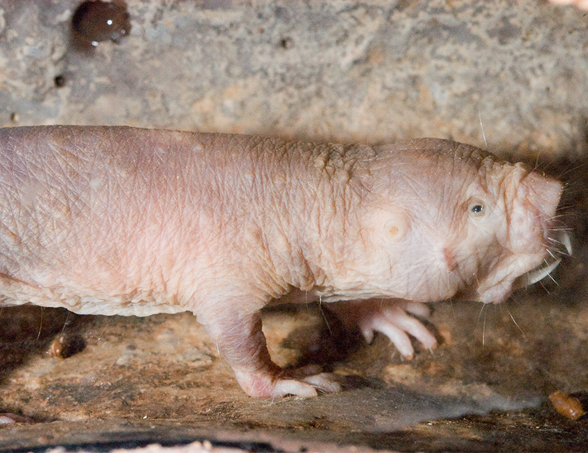 mole rat tall - Lincoln Park Zoo