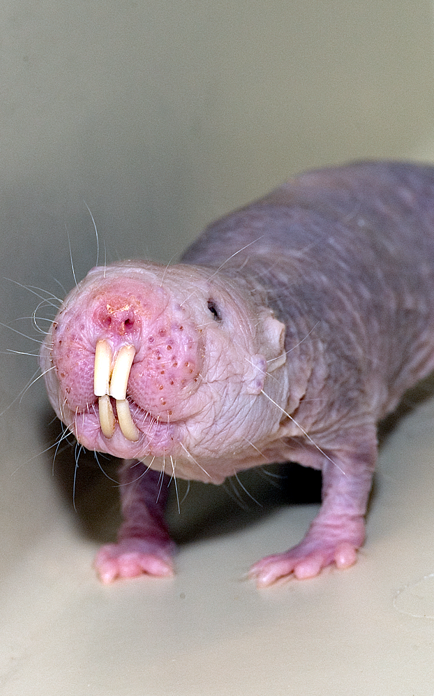 mole rat talllll - Lincoln Park Zoo mole rat talllll - Lincoln Park Zoo