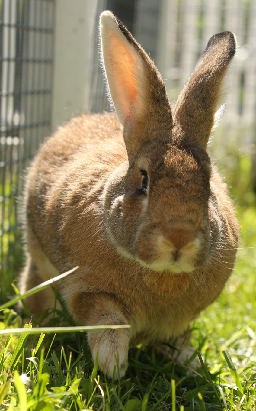 Domestic Rabbit - Lincoln Park Zoo Domestic Rabbit - Lincoln Park Zoo