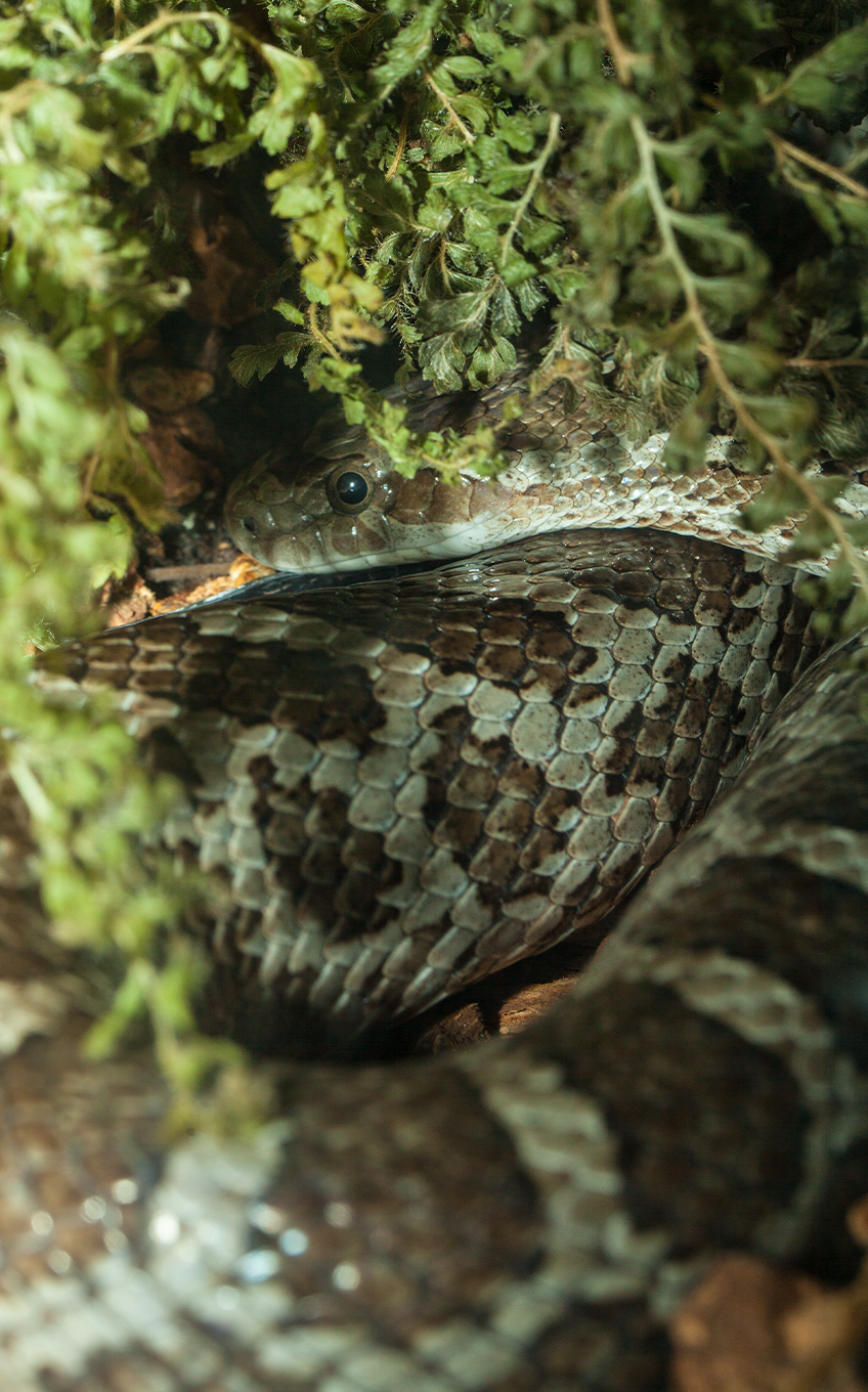 Great Plains Ratsnake - Lincoln Park Zoo Great Plains Ratsnake - Lincoln Park Zoo