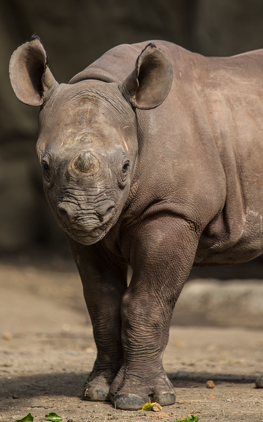 Eastern Black Rhinoceros - Lincoln Park Zoo