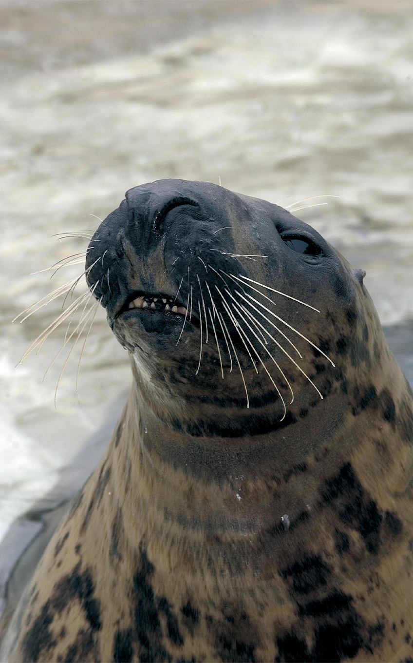 Grey Seal - Lincoln Park Zoo