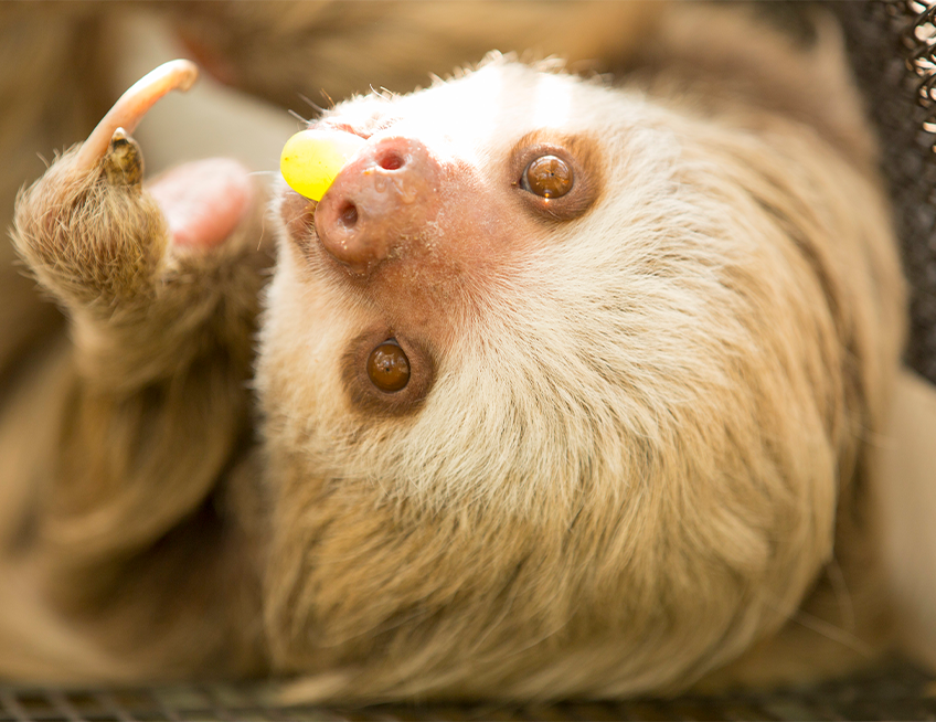 Hoffmann's Two-toed Sloth - Lincoln Park Zoo Hoffmann's Two-toed Sloth - Lincoln Park Zoo