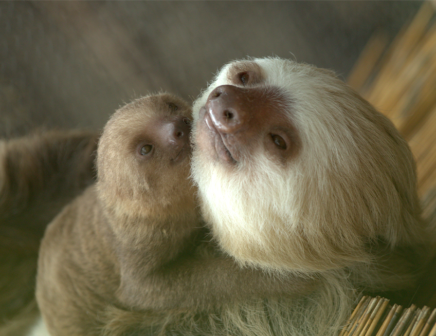 Hoffmann's Two-toed Sloth - Lincoln Park Zoo