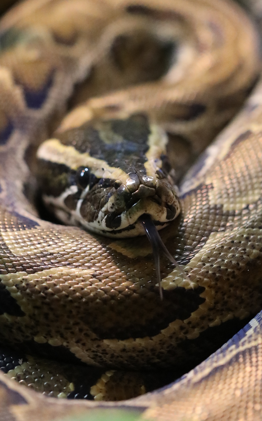 African Rock Python - Lincoln Park Zoo