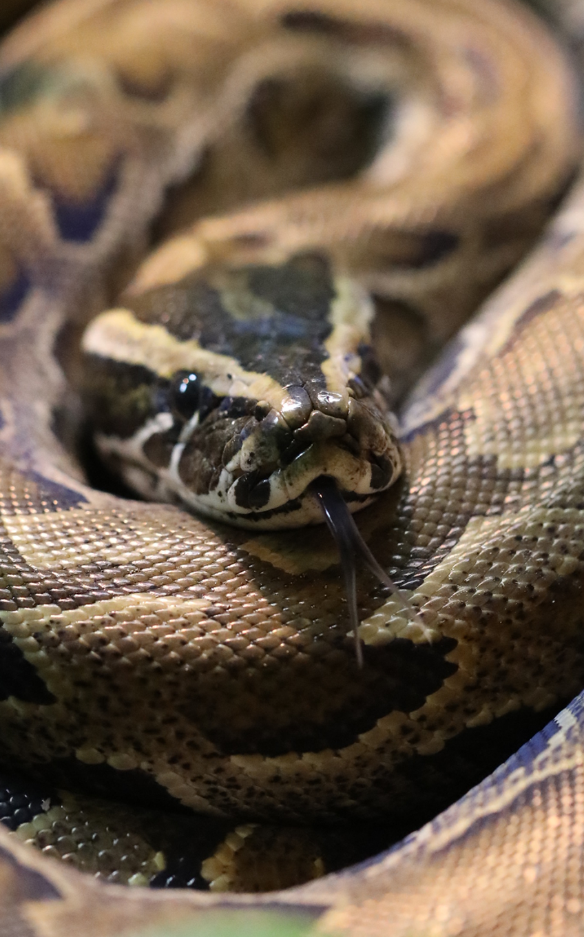 African Rock Python - Lincoln Park Zoo African Rock Python - Lincoln Park Zoo