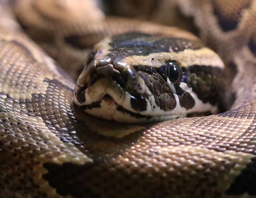 African Rock Python - Lincoln Park Zoo