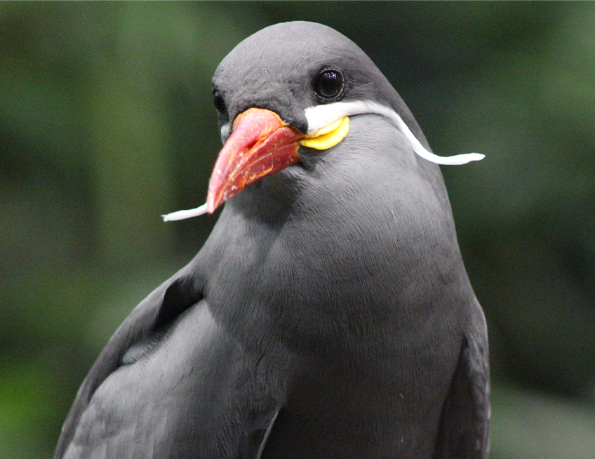 Inca Tern - Lincoln Park Zoo Inca Tern - Lincoln Park Zoo
