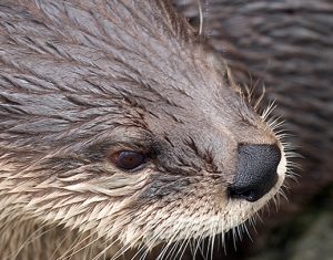 Asian small-clawed otter in exhibit