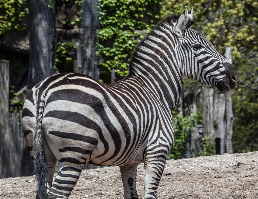 Plains Zebra - Lincoln Park Zoo