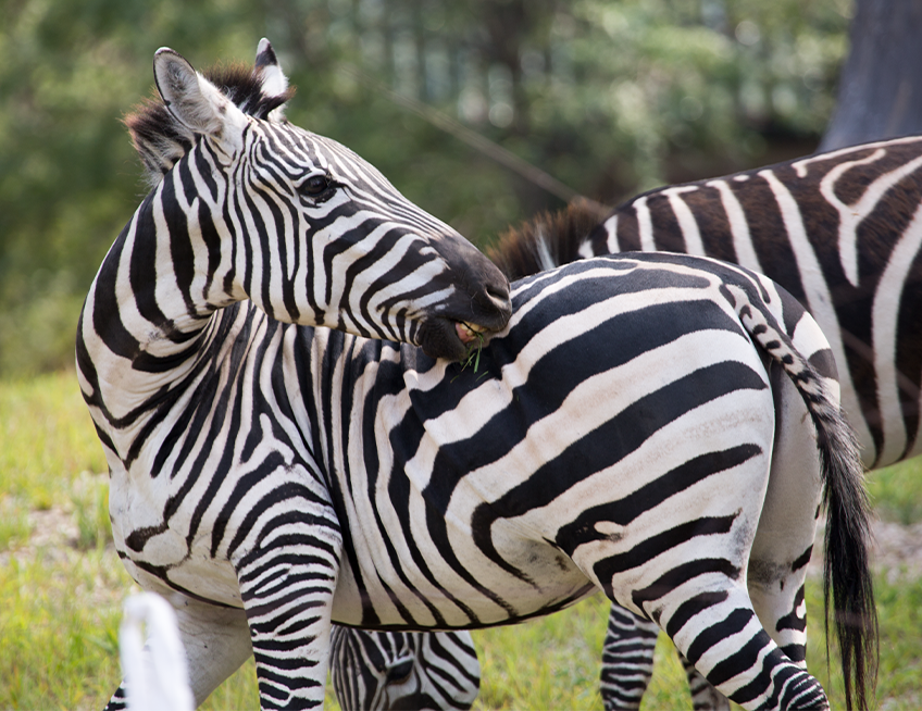 zebra wide - Lincoln Park Zoo