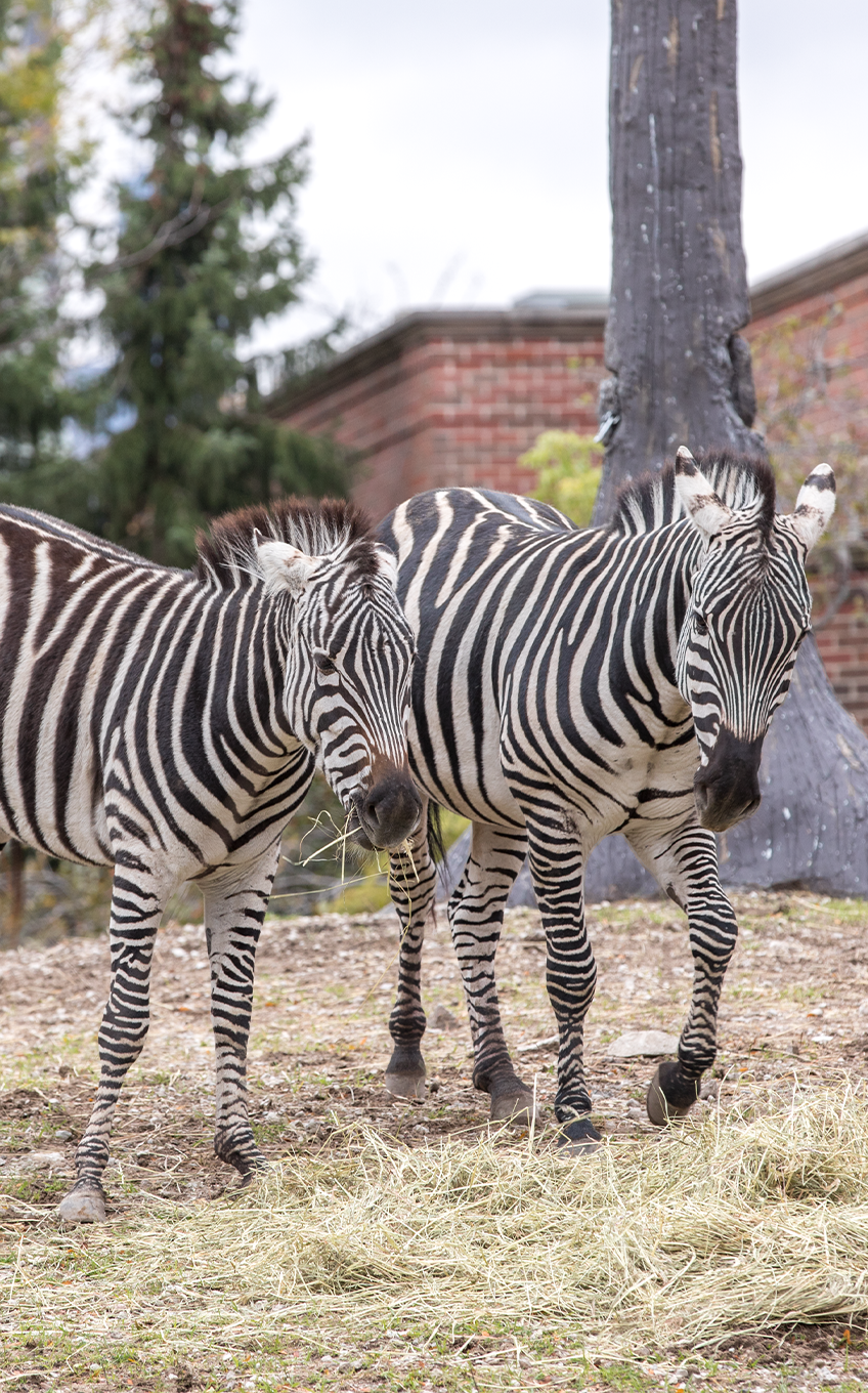 Plains Zebra - Lincoln Park Zoo Plains Zebra - Lincoln Park Zoo