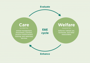 Inforgraphic explaining the relationship between animal care and animal welfare. Care is provided via animal management, enrichment, nutrition, positive reinforcement training, and veterinary services. Welfare is measured via behavior, habitat use, hormones, and other measurables.