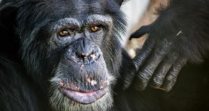 Chimpanzee at Chimp Haven