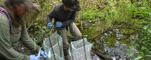 Zoo scientists attempt to catch wild frogs to judge the health of the ecosystem
