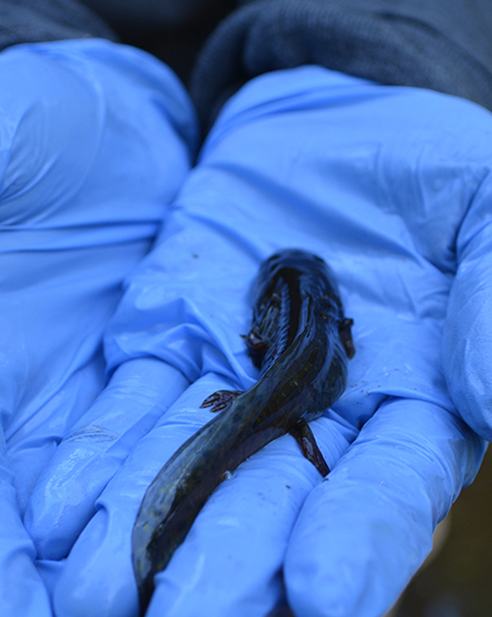 Zoo scientists hold a wild amphibian
