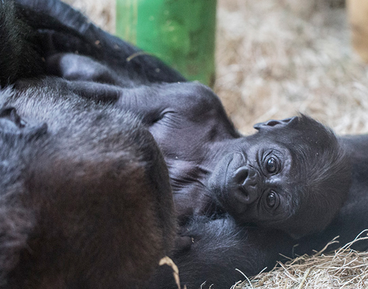 Western lowland gorilla holding newborn gorilla baby in exhibit