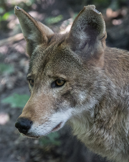 Red wolf in exhibit