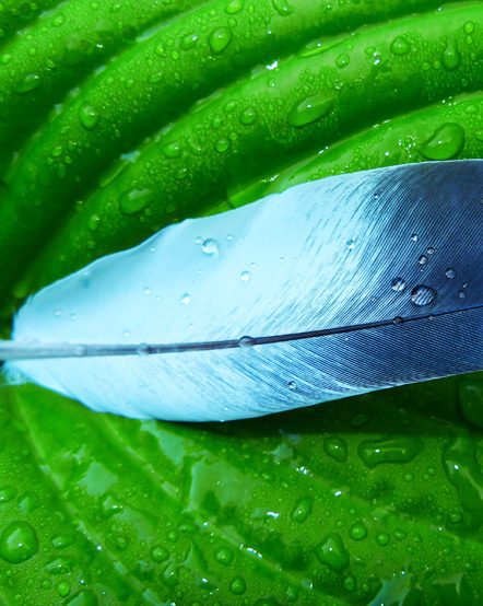 Artsy vivid photo of feather on a leaf